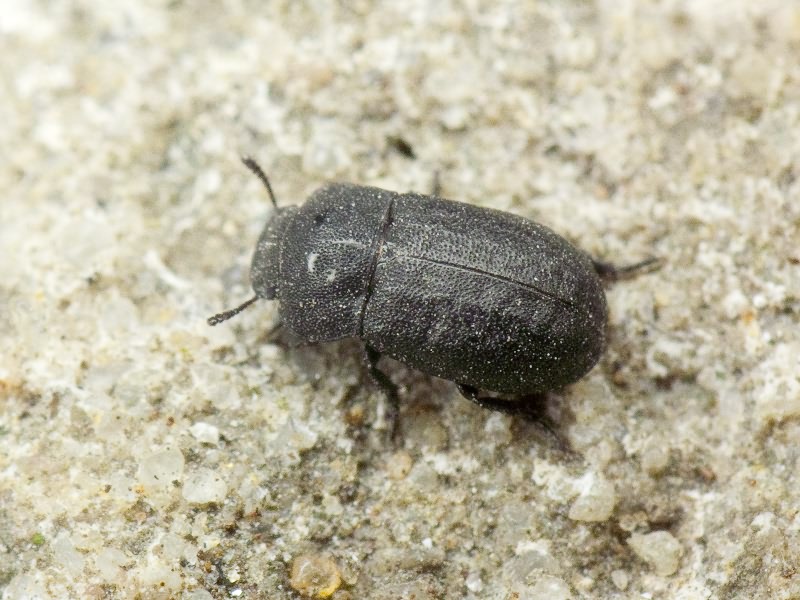 Melanimon tibiale (Fabricius, 1781)